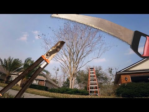 Pruning Overgrown Crepe Myrtle Trees