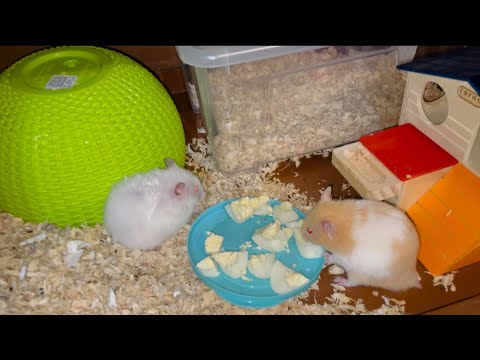 Hamster Going Crazy on Egg White 🐹🐹🥚🍳