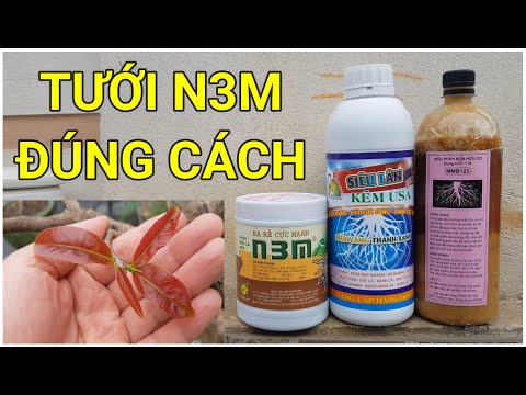 🔴 QBS22159 - CÁCH TƯỚI DƯỠNG RẾ N3M ĐẦU NĂM CHO CÂY MAI VÀNG MIỀN BẮC || CÁCH DÙNG DƯỠNG RỄ N3M