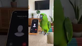 Bino ligou pedindo 20 coxinhas e sumiu 😂🦜