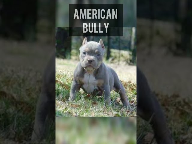 Vídeo relacionado con Bully Perro 40410 Triple Perro GT 50-State Gas sintonizador