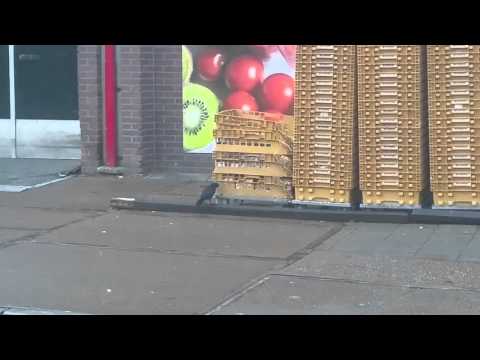 Jackdaw stealing bread