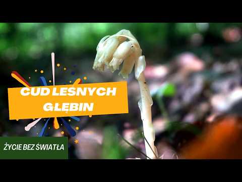 Tajemnice Korzeniówki: Botaniczny wampir czy mistrz symbiozy?