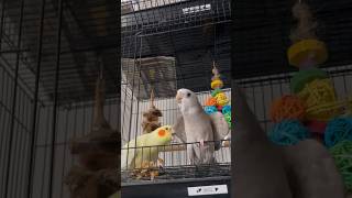 Download lagu Male Cockatiel Wolf Whistle mp3 Download lagu Male Cockatiel Wolf Whistle mp3