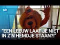 F1-leeuw Nard vindt eindelijk een slaapplek