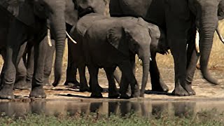 Baby Elephant Meets Thousands of Elephants | The Long Walk Home | BBC Earth