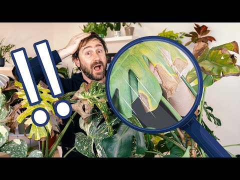 , title : 'Macchie sulle foglie delle piante da appartamento: cosa fare? 😱'