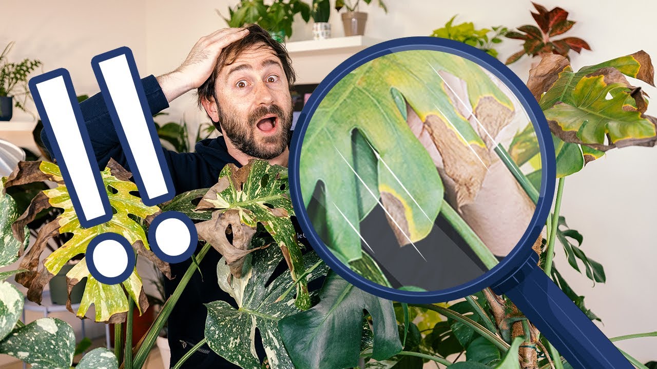 Macchie sulle foglie delle piante da appartamento: cosa fare 😱