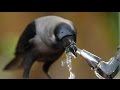 Top 10 Most Intelligent Animals