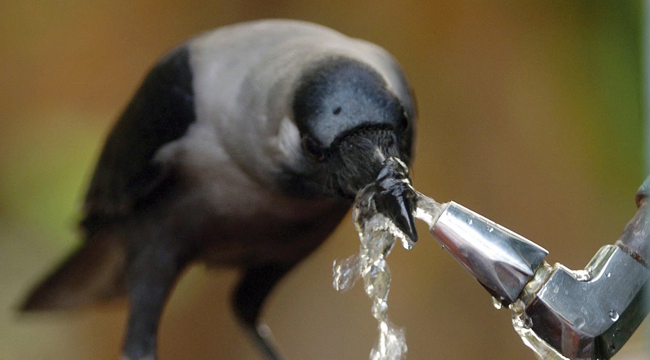 Top 10 Most Intelligent Animals