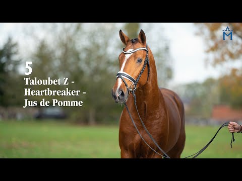 Nr. 5 Jumping Champion Taloubet Z