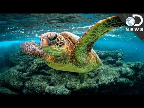 Can Lab-Grown Super Corals Save The Ocean
