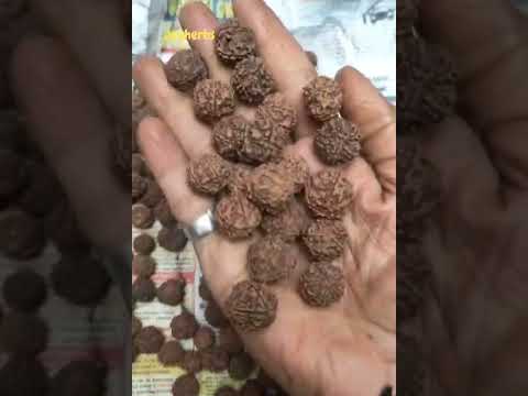 Brown Natural Rudraksha Beads