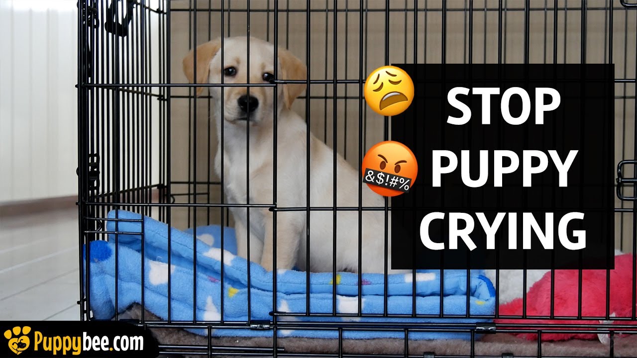 HOW TO GET PUPPY TO STOP CRYING IN CRATE?!