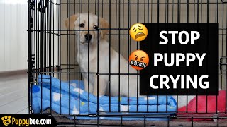 HOW TO GET PUPPY TO STOP CRYING IN CRATE?!
