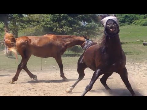 Ces drôles de chevaux sont à voir absolument ! - vidéos de chevaux les plus drôles p3