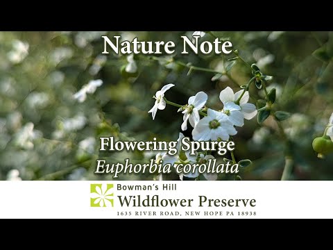 Nature Note: Flowering Spurge: Our Native 'Baby's Breath'