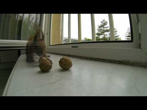 Havířov: Veverka si chodí pro oříšky