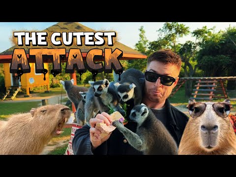 The Cutest Lemur Attack Ever / Petting Zoo in China