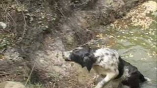 Fulsome / Romanian Mioritic Shepherd dog having a bath in deep mud / Ciobanesti Mioritici