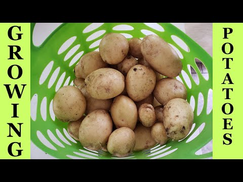 Growing Potatoes In Containers or Pots Gardening to Grow Epic Potatoes