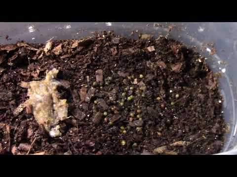 New Euro Nightcrawler  Cocoon Experiment