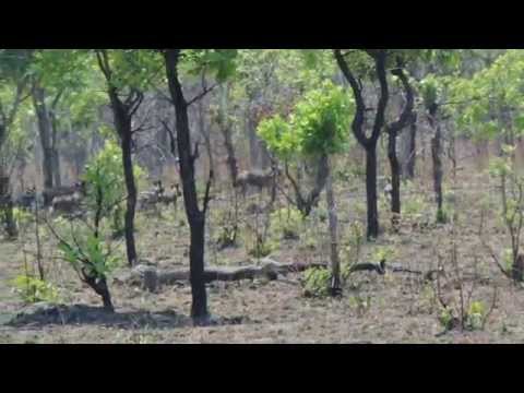 Wild Dog sighting in the Central Kafue National Park.