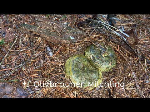 Olivbrauner Milchling - Pilze unter der Lupe