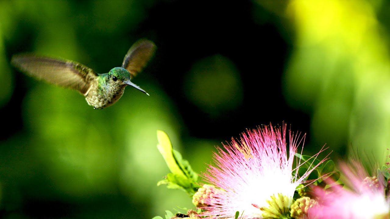 The Phenomenon of Tropical Snow: Calliandra brevipes Bloom and Ecological Balance in Brazil