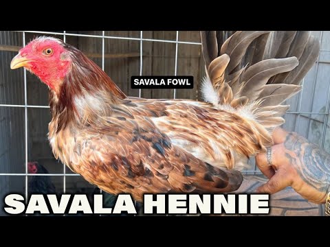 CALIFORNIA !! Beautiful Chocolate Hennie SAVALA FOWL