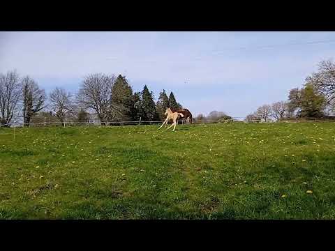 Perceval, 3 weeks old, 1