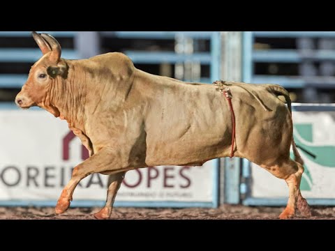 COBIÇADO, o TOURO que ASSUSTOU os PEÕES e DESFILOU nas arenas do BRASIL - MELHOR TOURO do CRP 2024