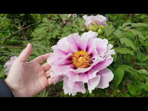 Drvenasti bozuri I dio