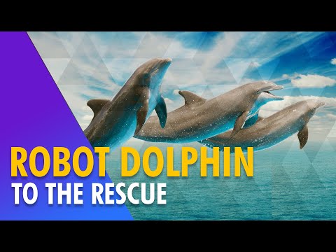 This robot dolphin could replace captive animals at theme parks | Traditional Dolphin Acrobatic Show