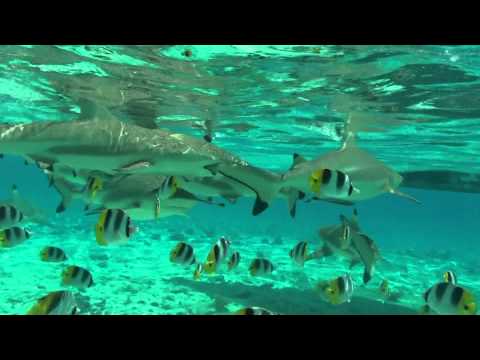 YouTube video about: Can you fish in bora bora?