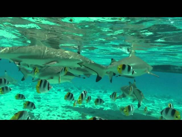 Bora Bora - Snorkeling HD