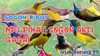 Download lagu Suara Pikat Sogok Ontong Nyerecet Paling ampuh Sekali😱Buktikan Sendiri‼️ mp3 Download lagu Suara Pikat Sogok Ontong Nyerecet Paling ampuh Sekali😱Buktikan Sendiri‼️ mp3