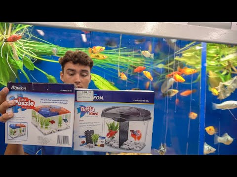 $20 Aquarium CHALLENGE! *With FISH*