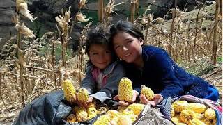 Paloma desmemoriada - Rosita de Paucaray