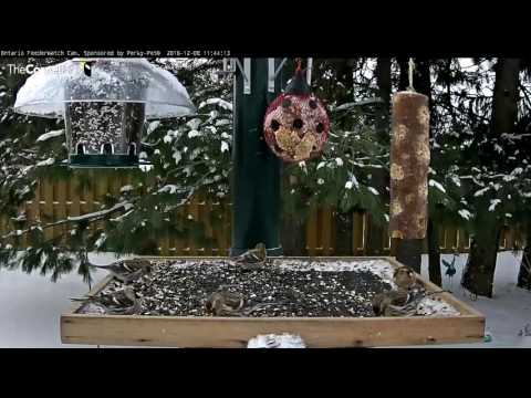 Common Redpolls - Ontario - Dec. 8, 2016