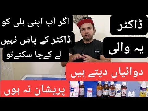 Best medicine for persian cats /lose motion /vomiting /fever /All types of infections /Urdu/Hindi