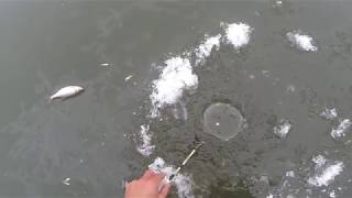 Ловля плотвы по первому льду на поплавок