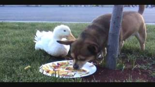 preview picture of video 'My Duck and Dog eating together!!!'