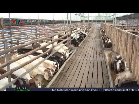 Kỹ thuật nuôi dê bán chăn thả