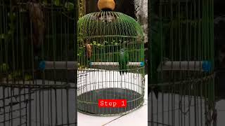 Download lagu cara menjinakan burung cucak ijo bahan step1 #cakijo #cucakijo #cakijogacor mp3