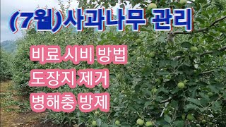 (7월)사과나무 관리방법,도장지제거방법,비료시비방법,병해충방제방법