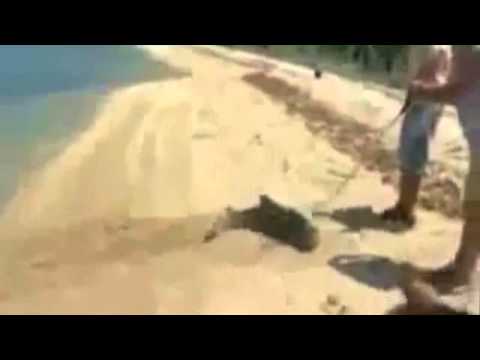 Krokodil versucht, Hai durch den Menschen gefangen zu fangen