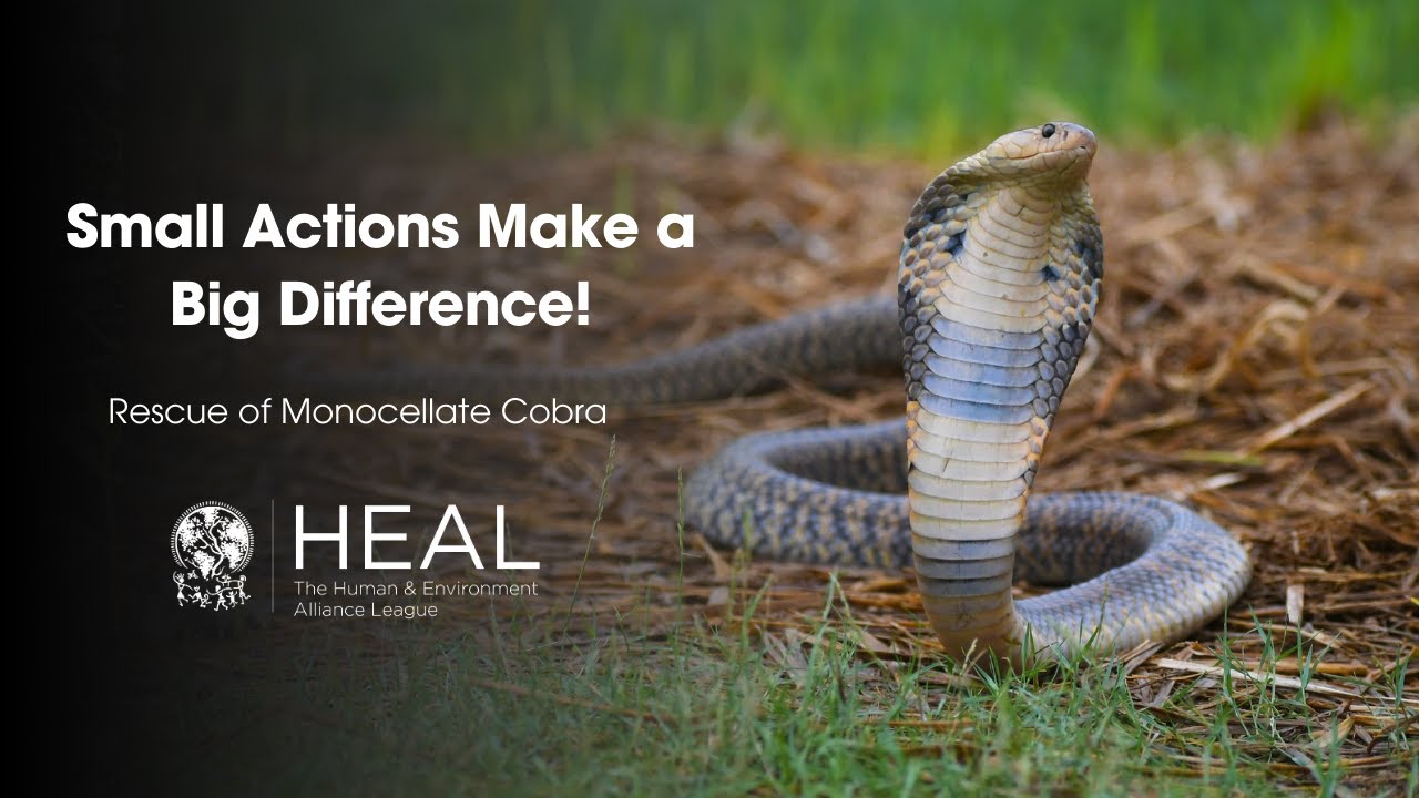 Rescue of a Monocellate Cobra from a wetland in Chowk, South 24 Parganas, West Bengal