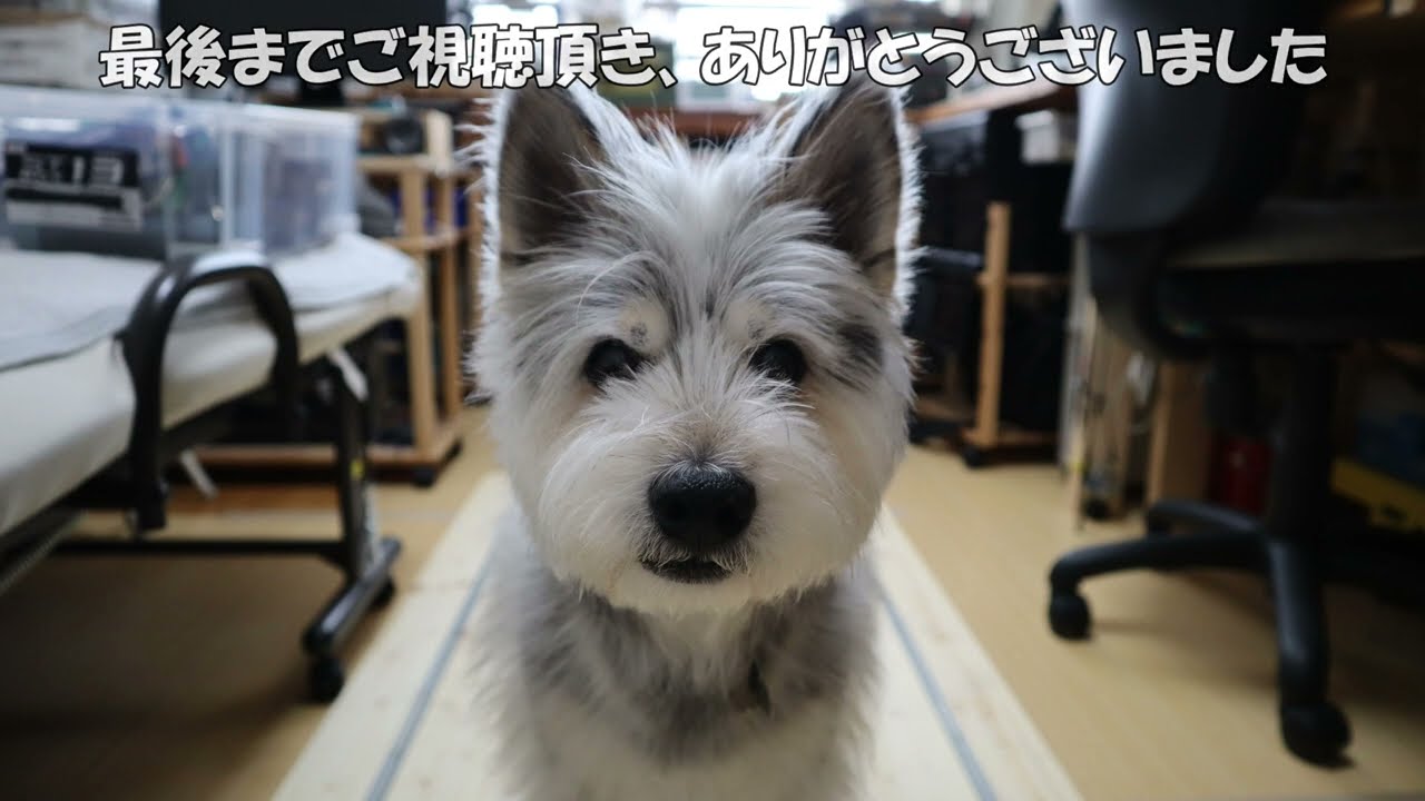 シン・自動踏切遮断器とバスコレ走行システムVol7　ネタ 通電カプラーテスト