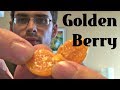 Goldenberry Review Weird Fruit Explorer Episode 16